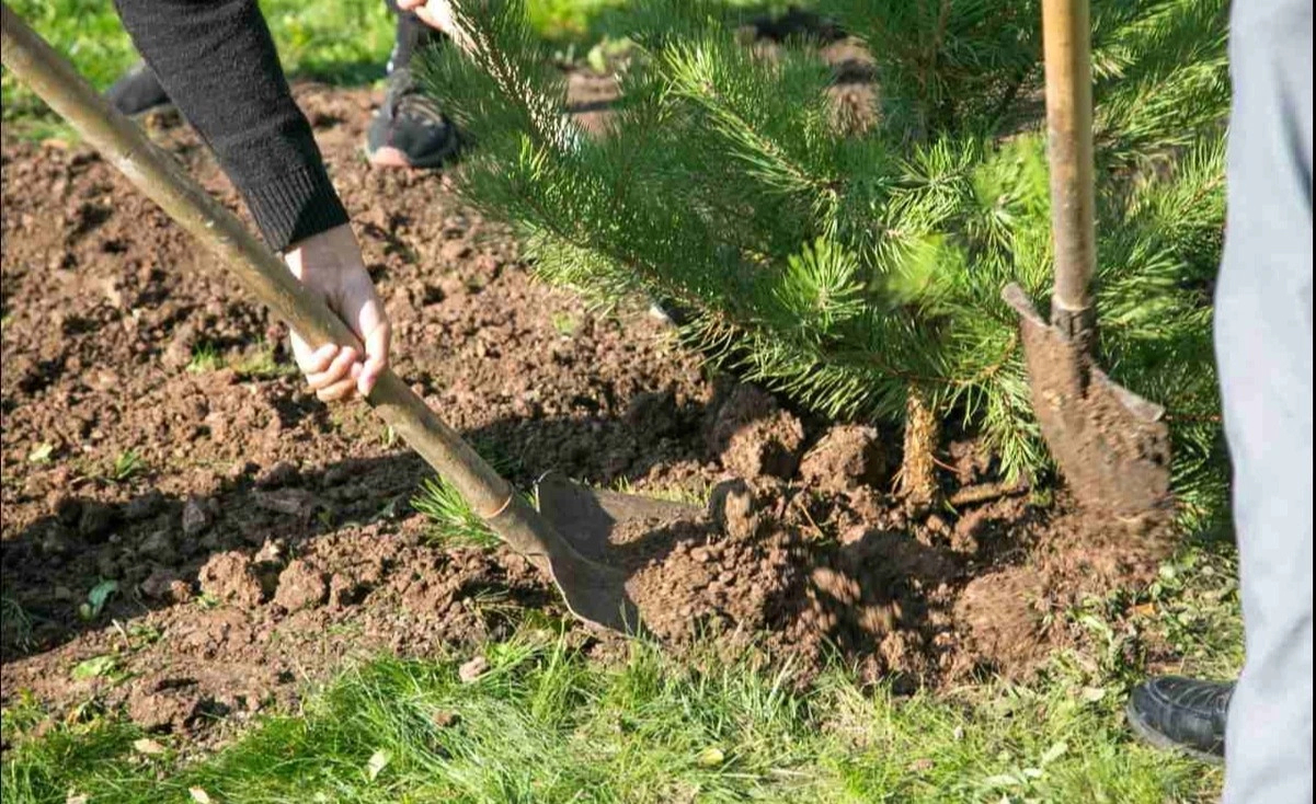 Дарахт эккан камбағал оилаларга  субсидия ажратилади