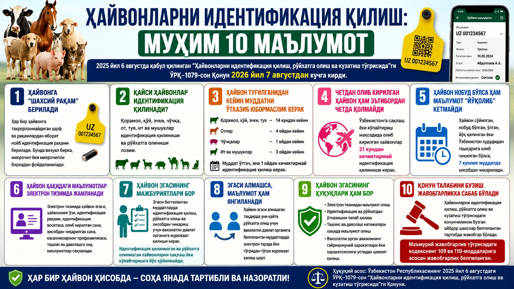 Уй ҳайвонларини идентификация қилиш: муҳим 10 маълумот
