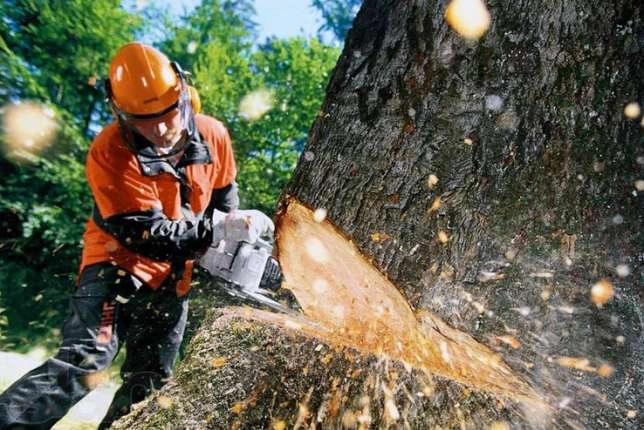 Дарахт кесиш учун рухсатномани қайси орган беради?