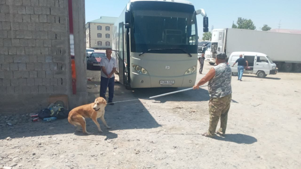 Самарқандда такси ҳайдовчиси болани итлар ҳужумидан қутқариб қолди